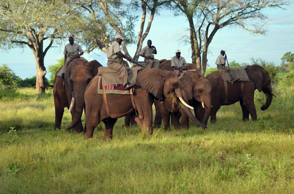 Safari em Victoria Falls