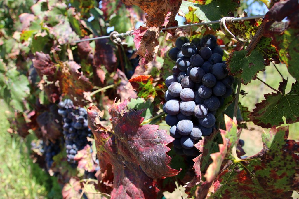 Vinho em Dolores Hidalgo