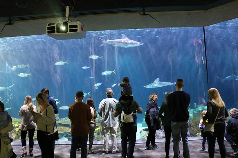 Visual espetacular em um dos maiores aquários do mundo