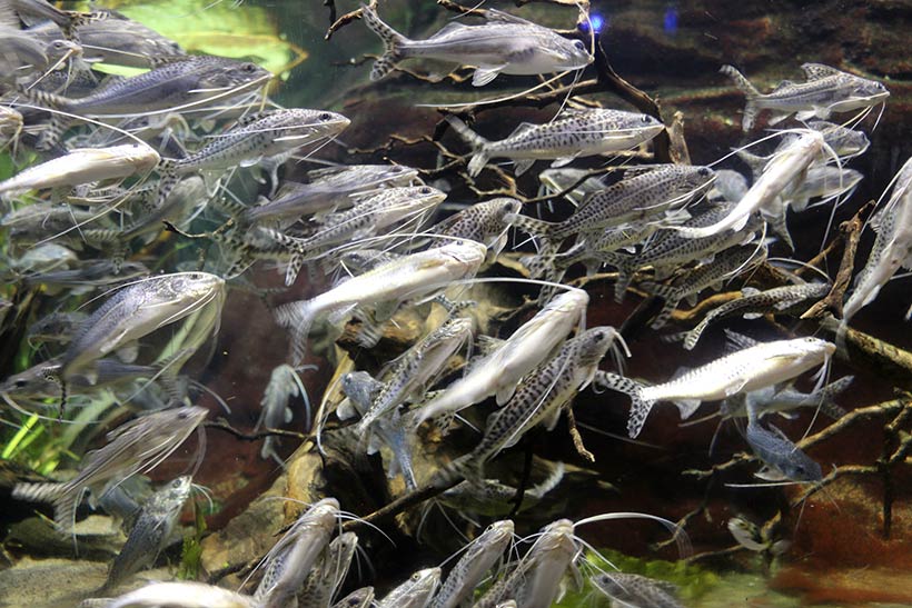 Cardume lindíssimo no Shedd Aquarium