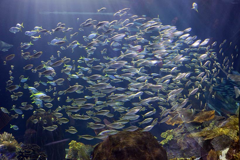 Cardumes lindos no Shedd Aquarium