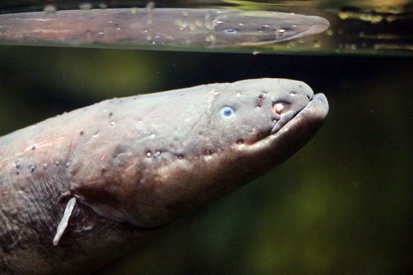 Close em um dos peixes do aquário em Chicago