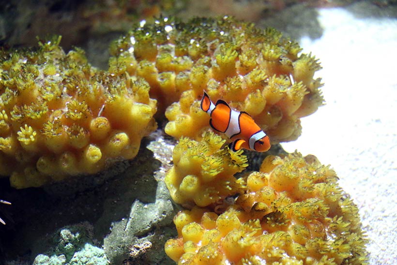 Peixe palhaço