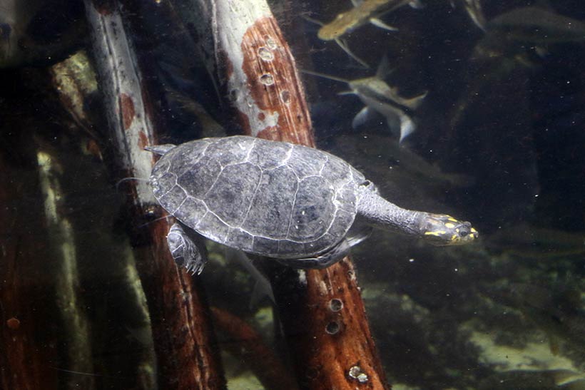 Outra tartaruguinha encontrada no Shedd Aquarium