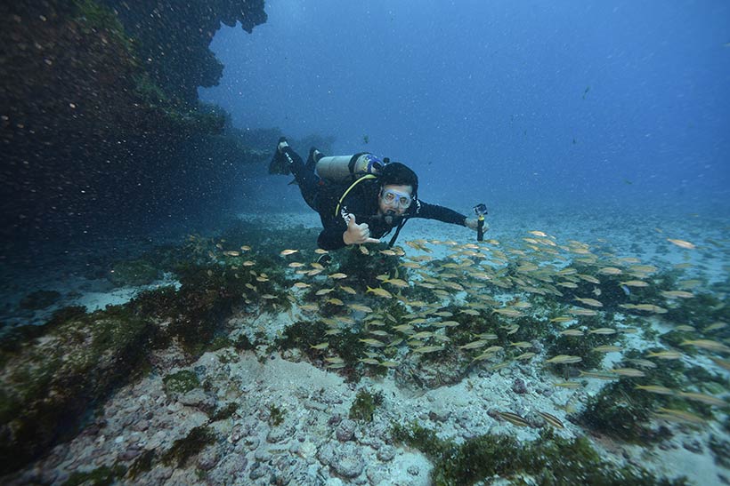 Cardumes lindos presentes em todos os mergulhos que fiz na ilha de Noronha