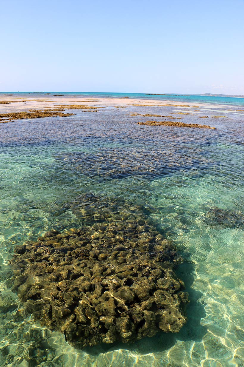 Corais nas Galés de Maragogi