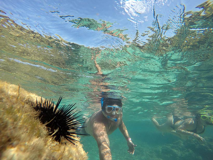 Ouriços nas piscinas naturais de Maragogi