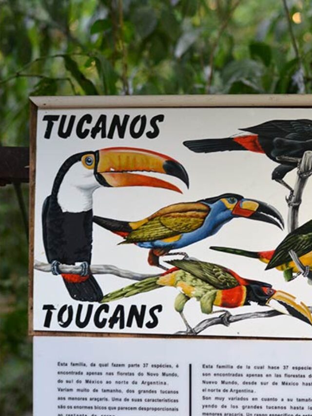 tipos-de-tucanos