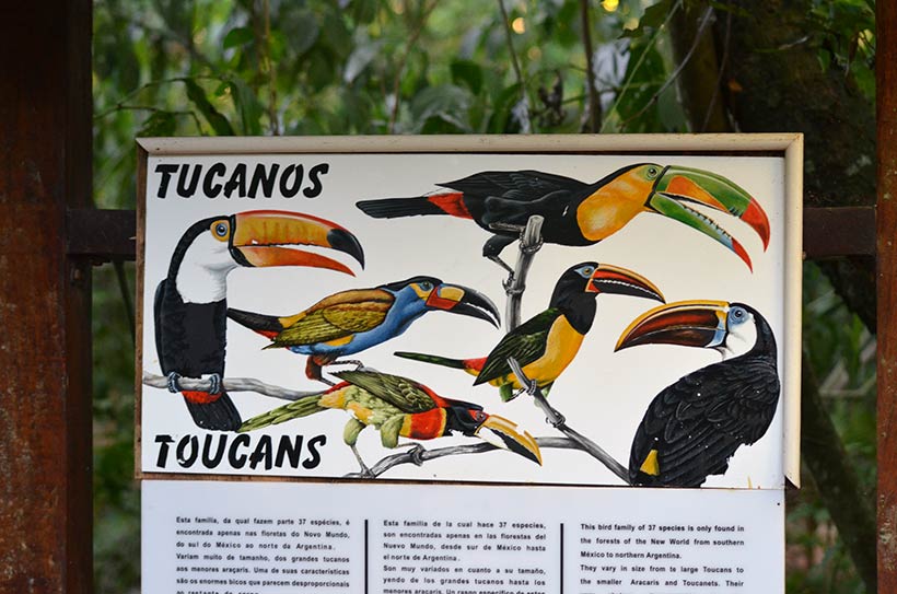 tipos-de-tucanos