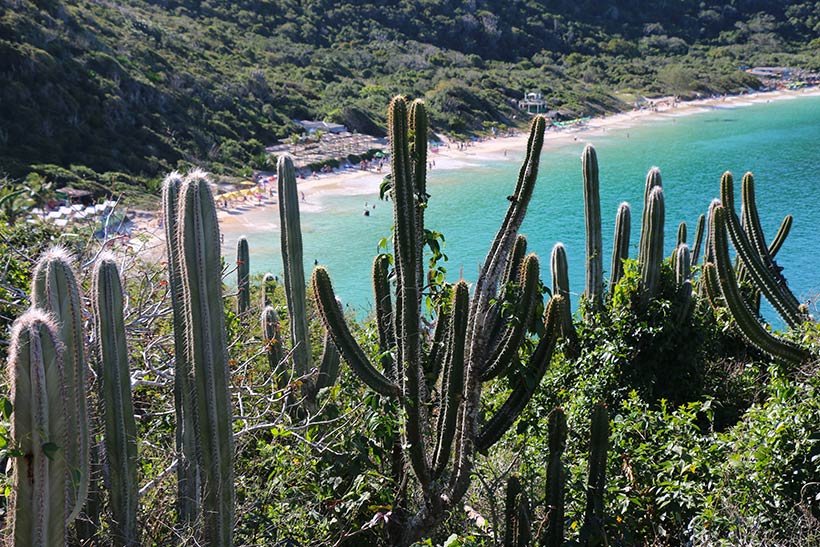 Vegetação nativa na Trilha em Arraial do Cabo